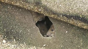 6.3K views · 24 reactions | Rat infestation at a Reading housing...