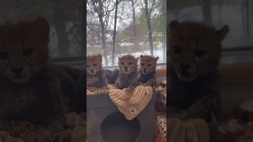 Baby cheetah snuggles in cozy winter weather comfort