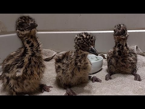 3 Emu Chicks, hatching and first 3 days