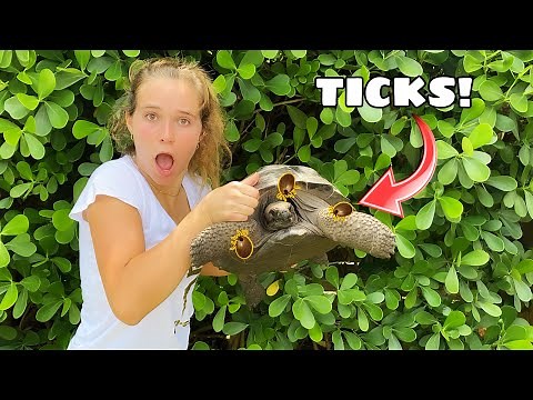 PULLING GIANT TICKS OFF MY TORTOISES! HOW MANY DID WE GET?!