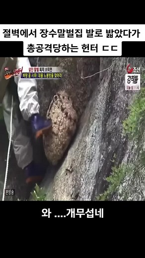 장수말벌과의 위험한 대결, 헌터의 사투