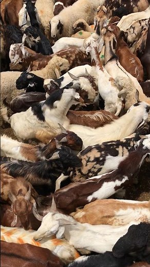 Goat’s Friendly Meeting with Girl Goats at the Market