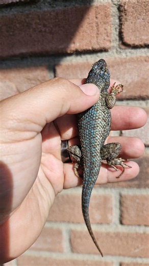 catching lizards with the kids this morning