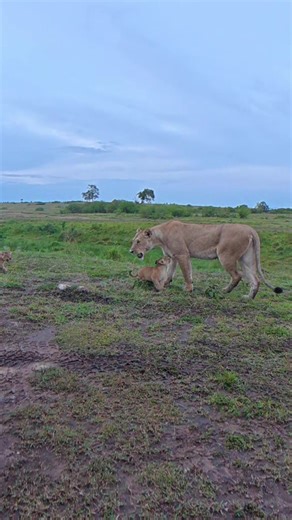 Introducing Six-Week-Old Lion Cubs to Their Pride