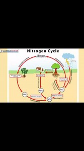 Nitrogen cycle Biology ocean | Biology Ocean