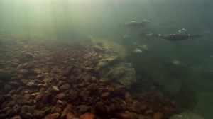 Man and bird go fishing together. And the birds have a crafty way of ensuring they get their fair share #EarthThrowback | BBC Earth