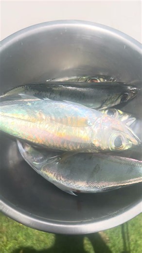 Hawaii Akule Fishing! Great 45 minute session!