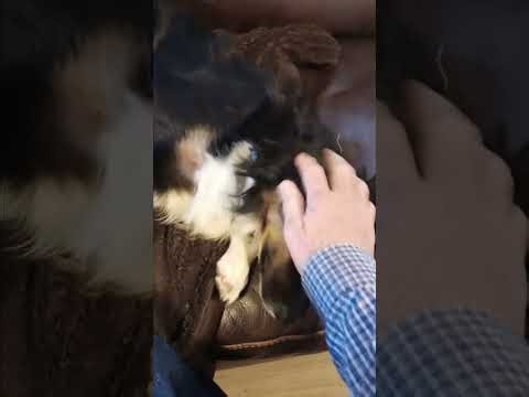 Mini aussie's can change!