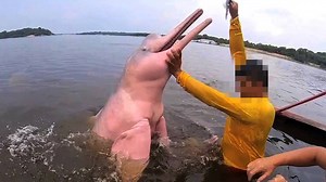 Wildlife tourism is growing in the Amazon, a region that once virtually defined hard-to-reach. Visitors come to experience unspoiled nature, but that's not always what's on display | National Geographic Animals