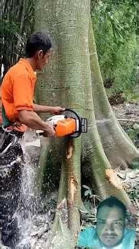 Big kapok tree Trunk #treework #treefrelling #viralvideo