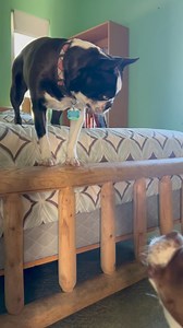 24K views · 2K reactions | Gilligan’s Island theme song part 2 This is really shrill and obnoxious藍 | The daily adventures of Gilligan & Skipper | Facebook