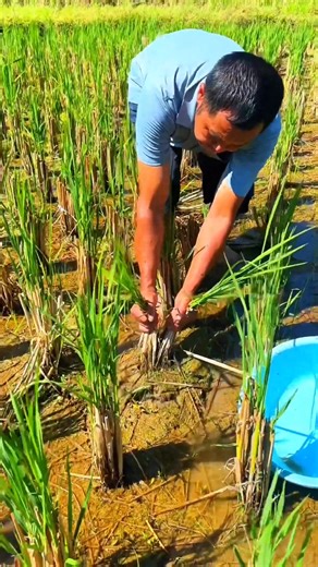 Iron Machine Learning on Reels