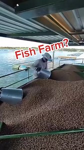 Most people don’t know this, but fish farmers use some really smart techniques to grow fish faster and safer! Instead of building expensive concrete ponds, they create floating cages using oil barrels and wooden frames. These cages sit right on the water, giving the fish clean flowing water all day. 🟦🟦🟦 After the frames are made, nets are attached and the workers release thousands of fish inside. The floating system keeps the fish healthy, reduces disease, and makes feeding super easy. The to