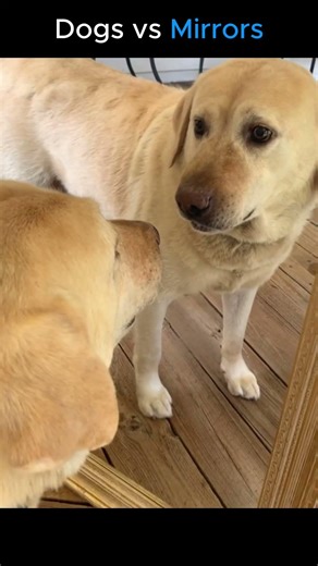 Dogs vs Mirrors (confusion won) 💀