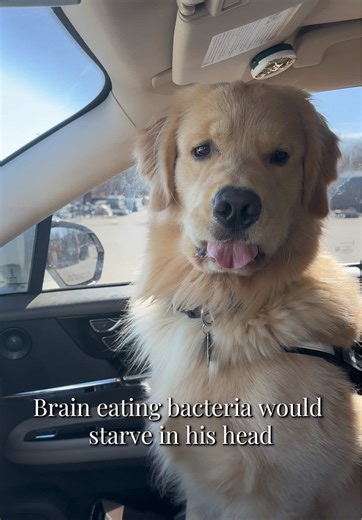 Golden Retriever's Adorable Antics