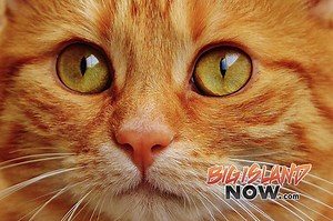 Free Cat Spay/Neuter Clinic in Hilo | Big Island Now