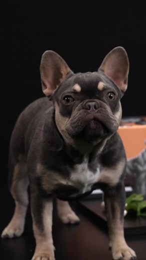 There's a reason that our customer feedback rating for our Bully Max 26/12 High Protein Wet Puppy Food has 5 stars! ⭐️�� 👉 62% more calories per cup compared to other brands 👉 �No freezing, no thawing �👉 Real ingredients of the highest quality �👉 Easy to prep - just add water� 👉 Contains all the vitamins, minerals, and other ingredients your puppy needs to thrive� 👉 No mess or waste, make as little, or as much food as you would like. Intrigued? You should be! 💪 Shop here: https://buff.ly/