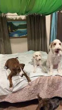 These Goofy Dogs! They Just Make You Smile 18 Nov 25 #Livehighlight