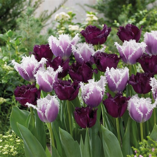 Thompson & Morgan Tulip Black Cherry Frost 32 Bulbs - QVC UK