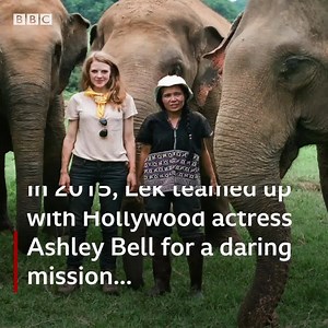 791K views · 366 reactions | Welcome to Thailand's Elephant Nature Park. Lek Chailert has made it her life’s mission to rescue abused elephants from all over the country. ❤️️ | BBC World Service | Facebook