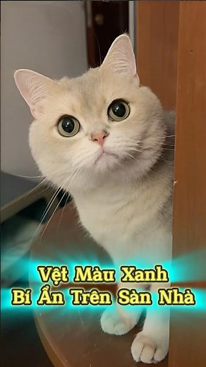 Tập 2 | Kẻ Lạ Đột Nhập Để Lại Dấu Vết Bí Ẩn 🐱🐾