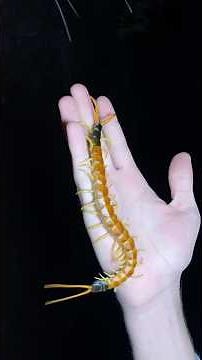 Giant Desert Centipedes