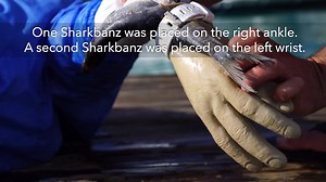 See Bernie fend off up to 15 hungry bull sharks in a feeding frenzy while wearing his Sharkbanz. On the dates of November 15-17, 2017, The Sharkbanz Team, in association with Discovery Canada and Sharkdefense Technologies, LLC., conducted a comparative study with Sharkbanz products on wild bull sharks in Bimini, Bahamas. This study found Bull Sharks were 85% more likely to display avoidance behavior when baited dummies were wearing Sharkbanz than when not wearing the product. In addition, 0 atta