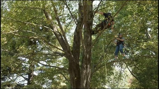 2.5K views · 48 reactions | Davey was excited to help Cleveland's Betsy Kling learn how to safely climb a tree. In this WKYC Channel 3 - Cleveland segment, Betsy gets the opportunity to climb Davey's new climbing structure and a tree at Davey's new SEED (Science, Employee Education and Development) Campus with arborist skills trainer Rick Denbeau showing her the ropes. | The Davey Tree Expert Company | Facebook
