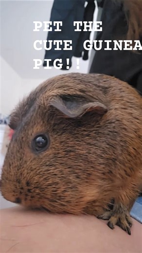 Cute guinea pig demands pets!#shorts