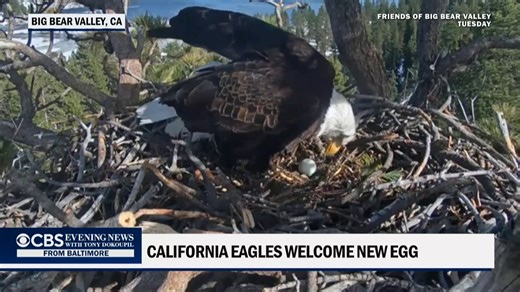 Bald eagles Jackie and Shadow welcomed a new egg at California's Big Bear Valley. Viewers of the viral “nest cam” spotted the new addition on Tuesday. | CBS Evening News