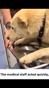 Rescuing a dog whose leg was stuck in the cold snow. #rescue#rescuedog#for#fyp#dog#abandoned#rescuepuppy#dogsoftiktok#puppydog#puppylove | Chicago Rescue Dog Rangers