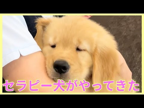 【セラピー犬】子犬が老人ホームにやってきた！癒し担当のそらくんです！