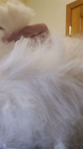 Rabbit grooming two ways #yarn #angora #angorarabbit #yarnaddict #friendlyfur #rabbits #fiberfarm