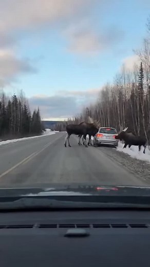 Canada eh | Vlad Balashov