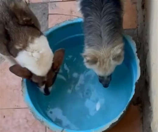 Network for Animals on Reels