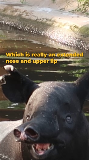 Here's a fun fact! Ever wondered why Tapirs have trunks? Well their trunks are just an extension of their nose and upper lip! 🌿 They use their trunks to grab branches to clean the leaves off and to help them pluck tasty fruits! 🍎 The more you know 🤩 #ConservationMatters #Conservation #AnimalWelfare #ZooNegaraMalaysia #ZooNegaraMalaysia2024 | Zoo Negara Malaysia