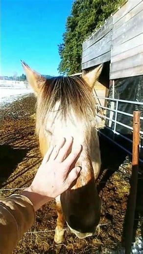 How to communicate with a horse 😀