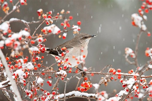 Grow Native American Bittersweet for the Birds