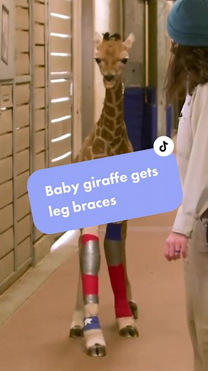 Baby Giraffe Gets Leg Braces for Deformity