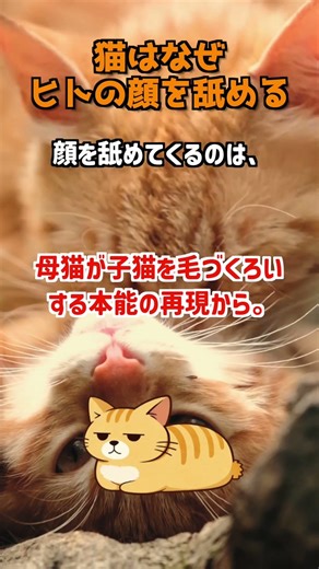 猫が朝に顔をペロペロしてくる本当の理由｜知らなかった5つの真実