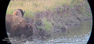 53K views · 248 reactions | Life and death of the bison. - Carolyn | Heart of the Wild Yellowstone | Facebook
