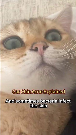 Why Your Cat’s Chin Turns Black | Feline Acne Care and Prevention #CatCare #FelineAcne #CatHealth
