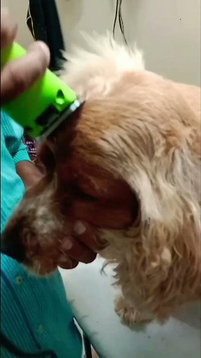 American cocker spaniel How to groom a beautiful haircuts #shorts #cockerspaniel #subscribe