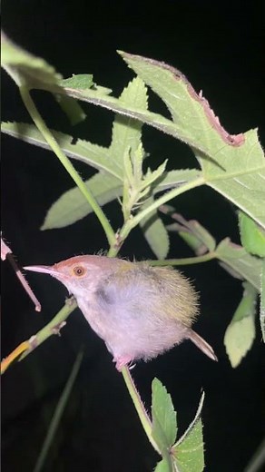 Amazing Discovery: Sleeping Birds and Butterflies