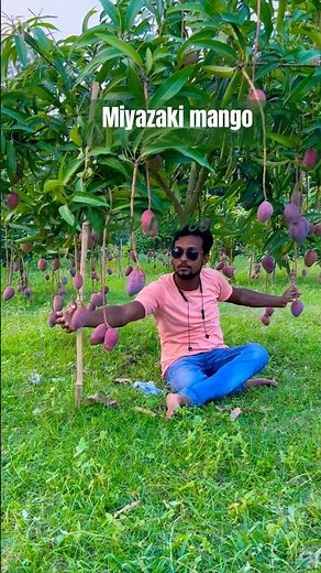 Miyazaki Mango farming successful India