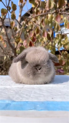 “What a Tiny Dwarf Bunny Loves to Eat 🐰✨