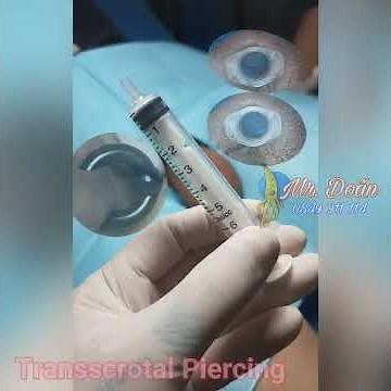 Trứng D.ái bọng là có thiệt /Transscrotal piercing #Transscrotal