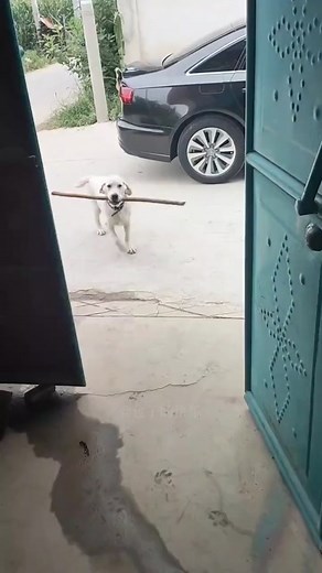 #foryou #animals #dog #funny #funnyanimal