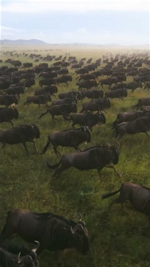 The Great Migration captured like never before #africalive #africansafari #africanlandscape