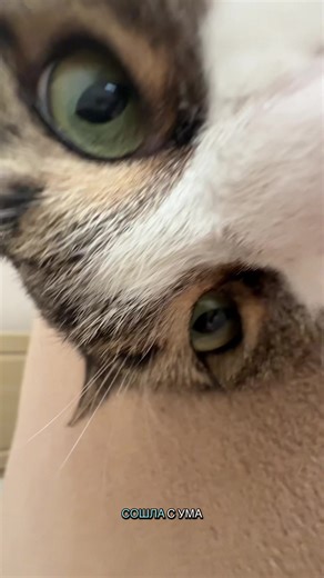 Chat stupide 🫩 #Animaux #chat #Recommandations | chat